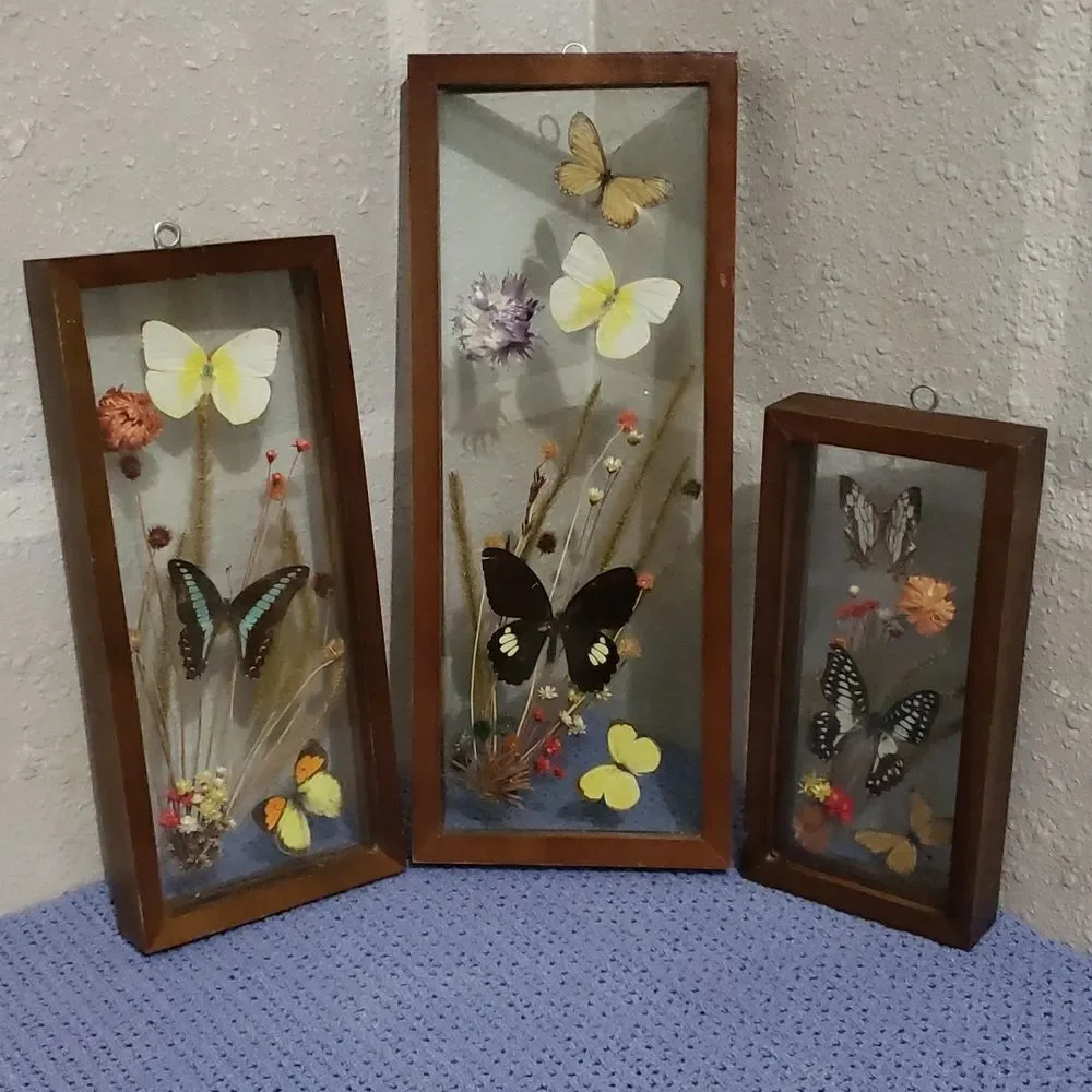 Stunning Butterfly & Dried Flowers Mounted In Shadow Box Framed Wall Art